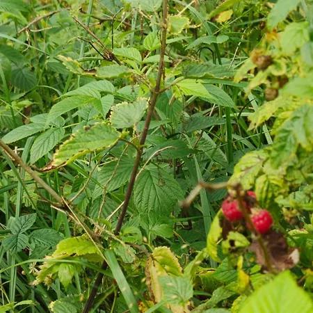 דירה Gunram Mazury